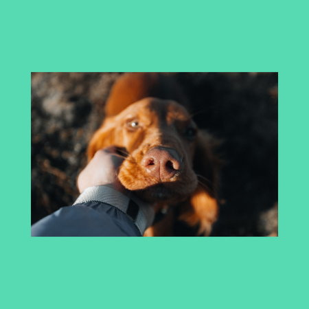 Pets